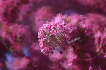 Картинка цветы сакура +вишня боке весна розовые
