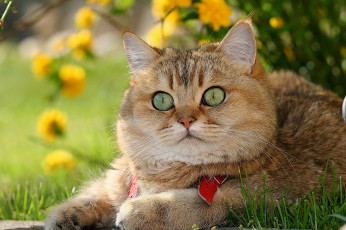 Картинка животные коты британская короткошёрстная британец кот котофей рыжий морда глазища взгляд