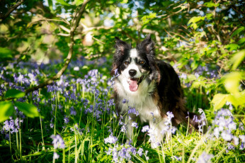 Картинка животные собаки бордер-колли собака цветы