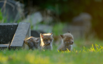 Картинка животные лисы лисята детёныши малыши трио