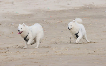 Картинка животные собаки пляж песок бег