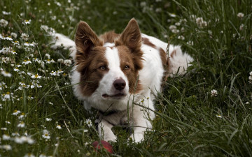 Картинка животные собаки собака трава луг друг взгляд