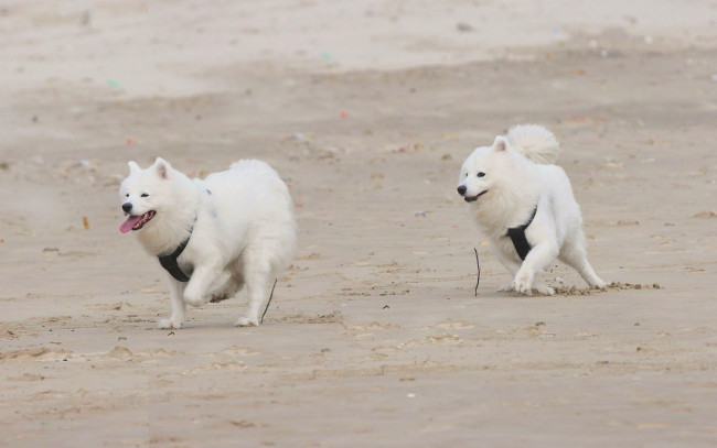 Обои картинки фото животные, собаки, пляж, песок, бег