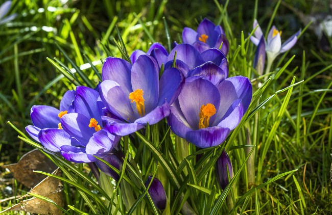 Обои картинки фото цветы, крокусы, фиолетовый, весна