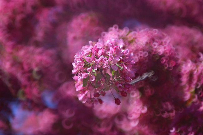 Обои картинки фото цветы, сакура,  вишня, боке, весна, розовые