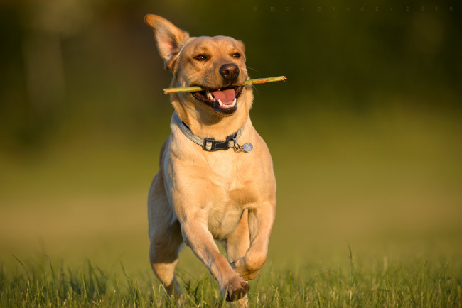 Обои картинки фото животные, собаки, лабрадор-ретривер, собака, бег, прогулка, радость, настроение