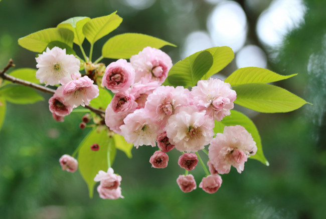 Обои картинки фото цветы, сакура,  вишня, вишня, цветение, цветки, ветка, макро, весна