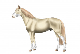 Картинка рисованное животные +лошади взгляд фон лошадь