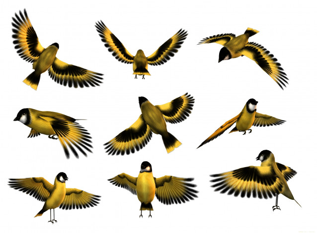 Обои картинки фото векторная графика, птицы , птицы