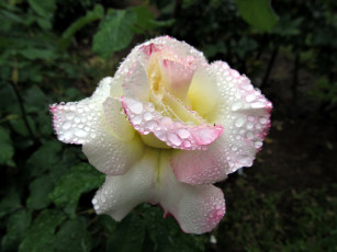 Картинка цветы розы макро капли