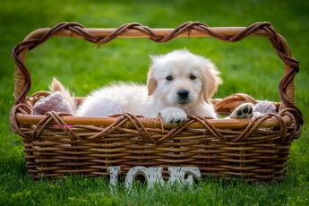 Картинка животные собаки ретривер щенок корзина трава