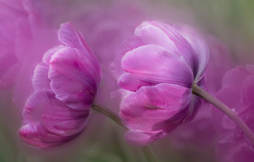 Картинка цветы тюльпаны сиреневые бутоны