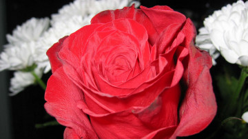 Картинка цветы разные+вместе белые роза красная хризантемы
