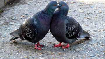 Картинка животные голуби поцелуй любовь