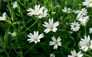 Картинка цветы ветреницы +печёночницы трава белые бутоны