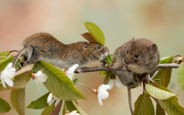 Картинка животные крысы +мыши цветение ветка мыши
