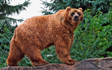 Картинка животные медведи медведь фон
