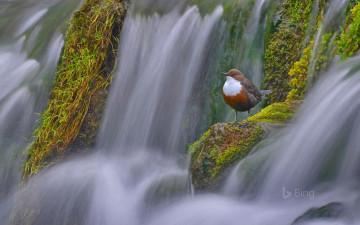 Картинка животные птицы птица водопад