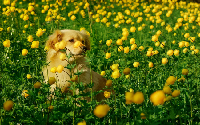 Обои картинки фото животные, собаки, цветы, собака