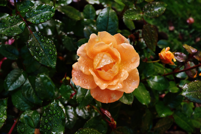 Обои картинки фото цветы, розы, персиковый, капли