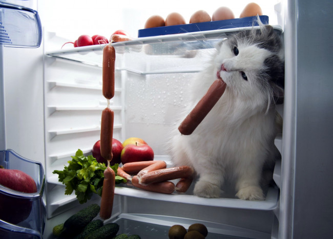 Обои картинки фото юмор и приколы, холодильник, лакомка, сосиски, кот