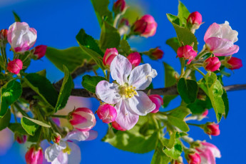 Картинка цветы цветущие+деревья+ +кустарники весна ветка яблоня цветение