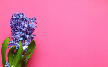 обоя цветы, гиацинты, синий