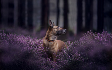 Картинка животные собаки бельгийская овчарка малинуа
