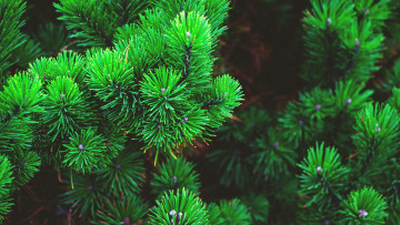 Картинка природа деревья иголки ветки фон обои wallpaper картинка nature зелёные на рабочий стол fir еловые ветви дисплея экрана