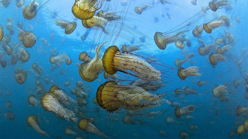 Картинка кино+фильмы oc& 233 ans медузы океан