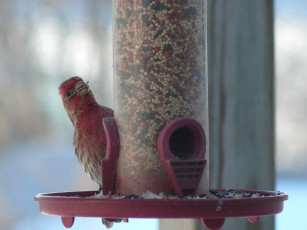Картинка red finch showing off his food животные птицы