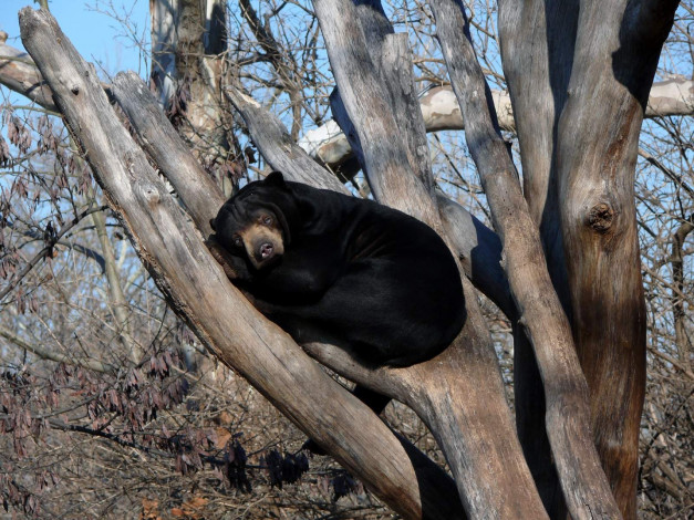 Обои картинки фото he, malayan, sun, bear, enjoying, warm, животные, медведи