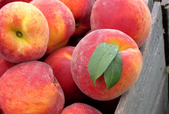 Картинка еда персики сливы абрикосы спелый