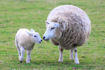 Картинка животные овцы бараны мама шерсть малыш