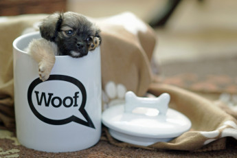 Картинка животные собаки щенок чашка