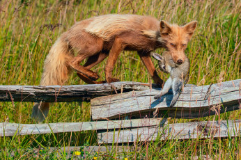 Картинка животные лисы лиса трава заяц забор добыча