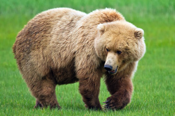 Картинка животные медведи трава морда лапа медведь лето