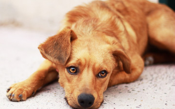 Картинка животные собаки собака надежда грусть