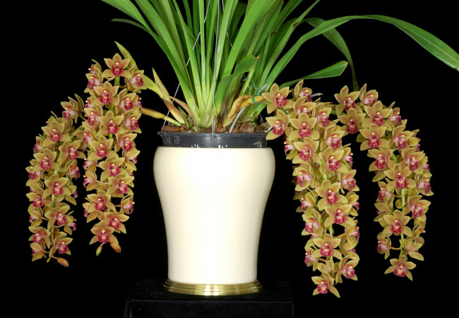 Обои картинки фото цветы, орхидеи, ветки, экзотика