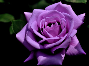 Картинка цветы розы бутон роза макро лепестки