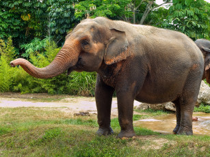 Картинка животные слоны хобот слон