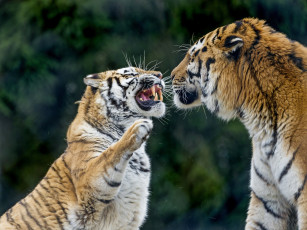 Картинка животные тигры морда оскал ссора пара сердитый лапа клыки