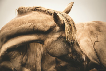Картинка животные лошади конь челка морда