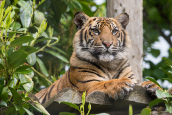 Картинка животные тигры тигр помост