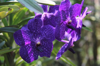 Картинка цветы орхидеи фиолет