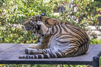 Картинка животные тигры помост тигр
