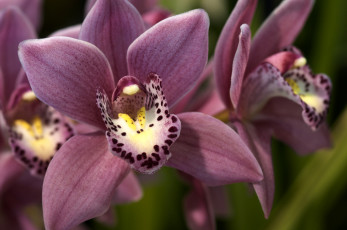 Картинка цветы орхидеи макро