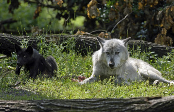Картинка животные волки +койоты +шакалы пара хищники лето трава бревно морда