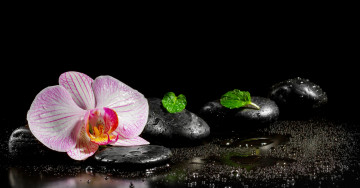 Картинка разное ракушки +кораллы +декоративные+и+spa-камни листики цветок спа камни орхидея вода