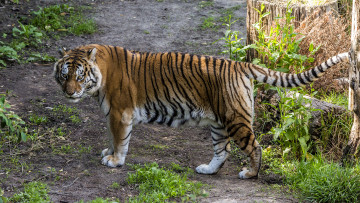 Картинка животные тигры тигр тропа